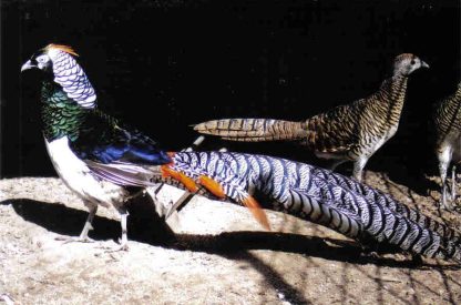 Lady Amherst Pheasant