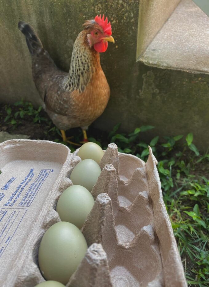 Olive Egger™ Chicken - Image 30