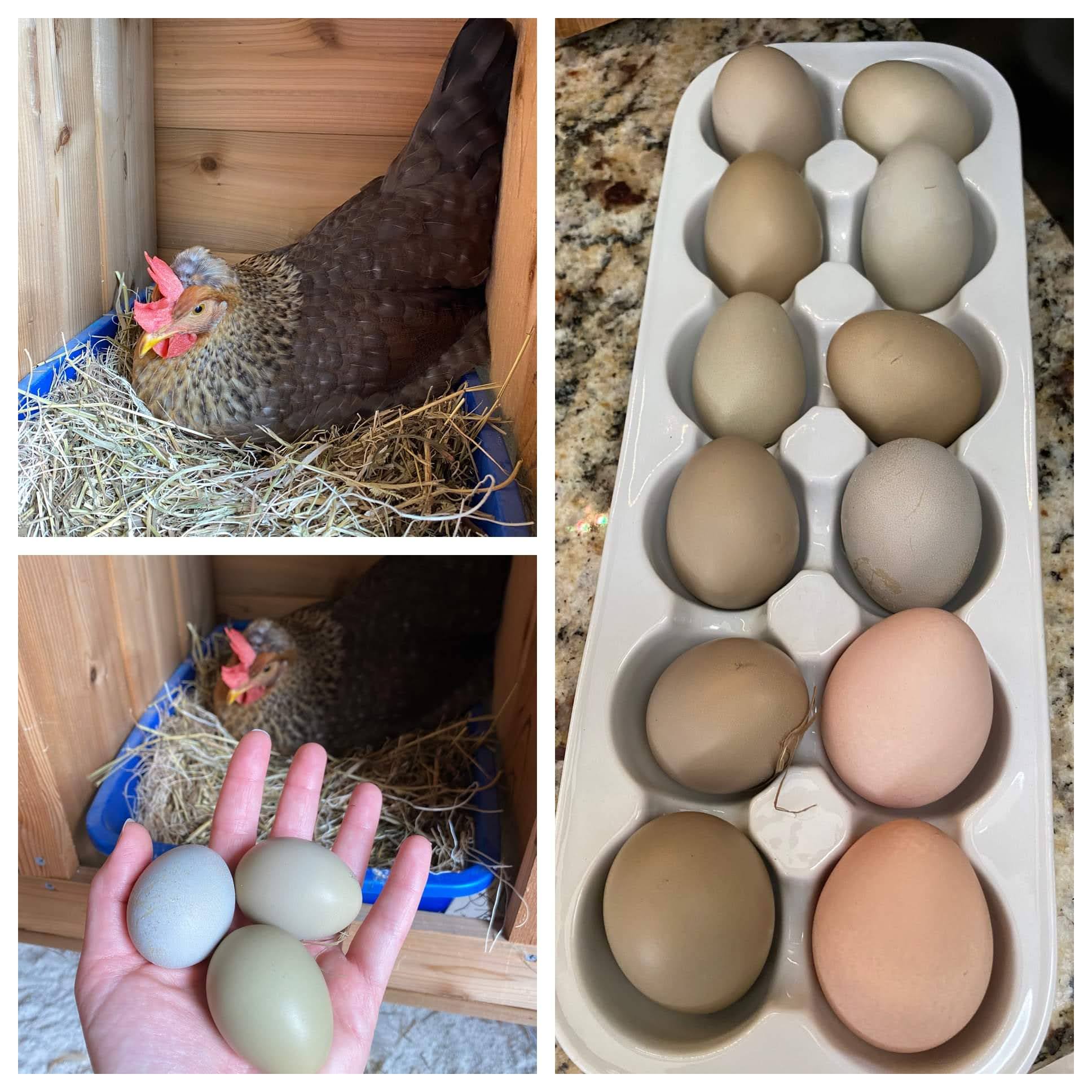 Olive Egger Chickens - Chicks for Sale
