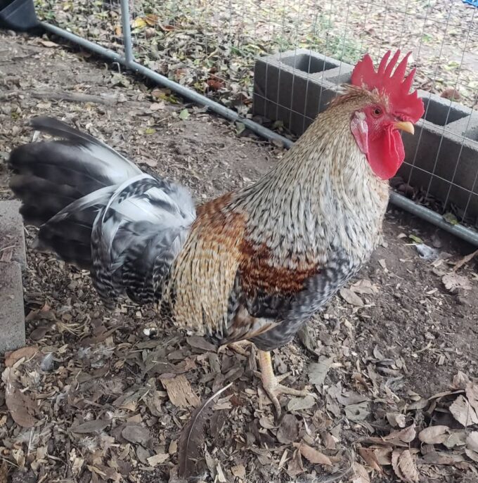 Olive Egger™ Chicken - Image 29