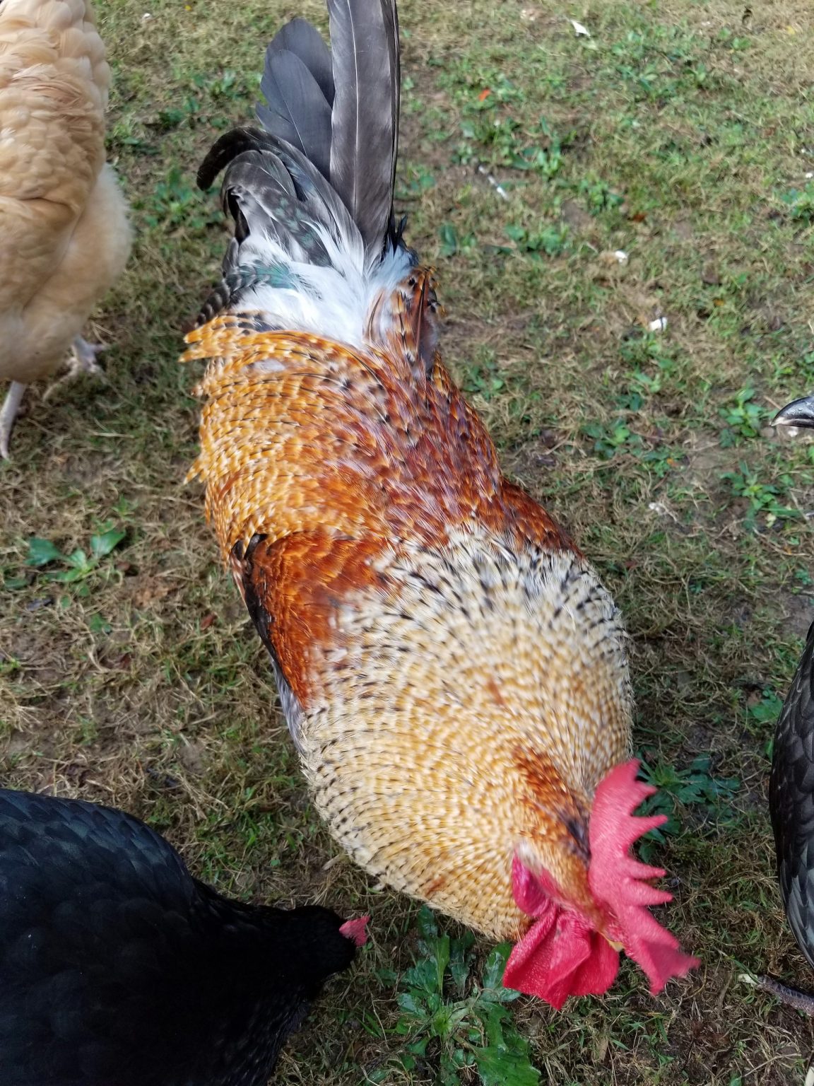 Olive Egger Chickens Chicks for Sale Cackle Hatchery®