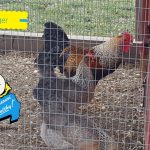 Olive Egger Chicken