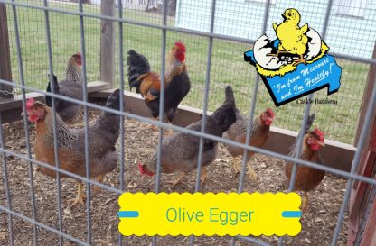 Olive Egger