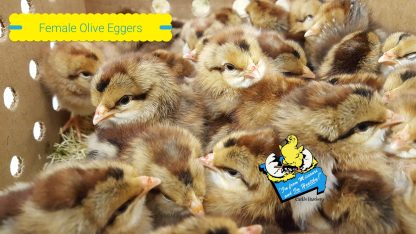 Olive Egger Chicks