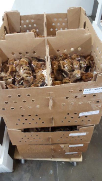 Olive Egger Chicks