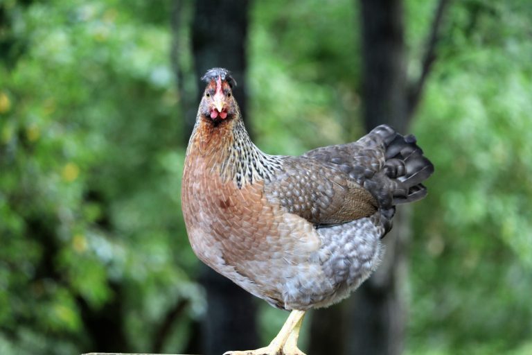 Olive Egger Chickens Chicks for Sale Cackle Hatchery®