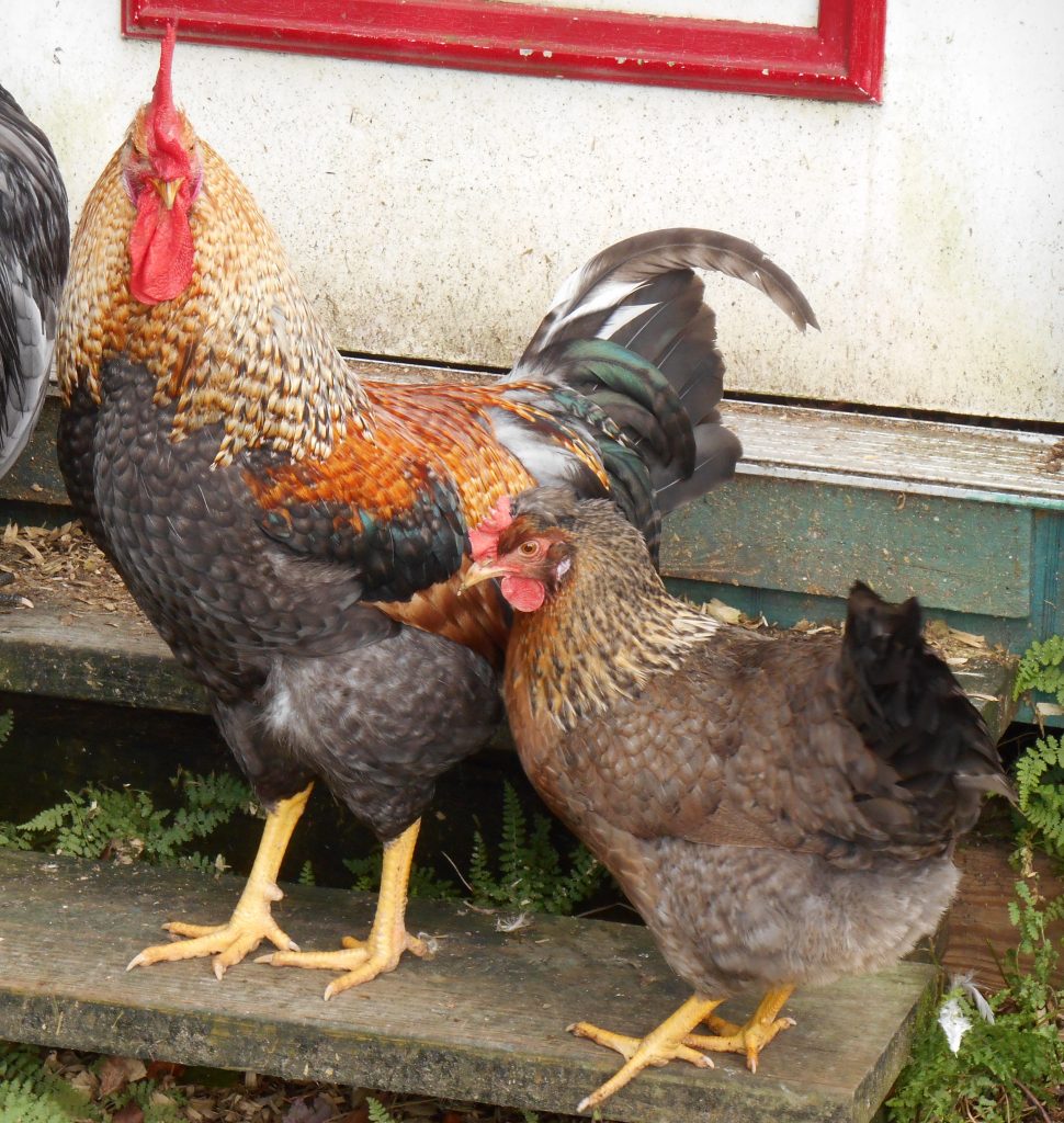 Olive Egger Chickens Chicks for Sale Cackle Hatchery®