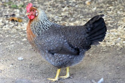Olive Egger Chicken Photo By Warren Joyce