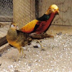 Red Golden Pheasants Pair-0