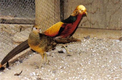 Red Golden Pheasants Pair-0