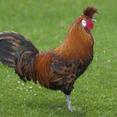 Golden Spangled Appenzeller Spitzhauben Rooster