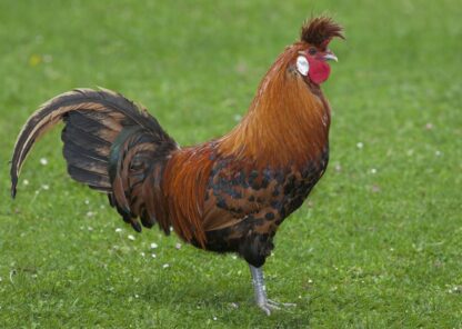 Golden Spangled Appenzeller Spitzhauben Rooster