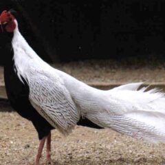 Silver Pheasants Pair-0