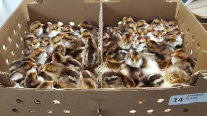 Spangled Standard Old English Baby Chicks For Sale