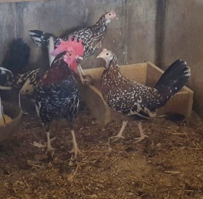 Spangled Standard Old English Chickens