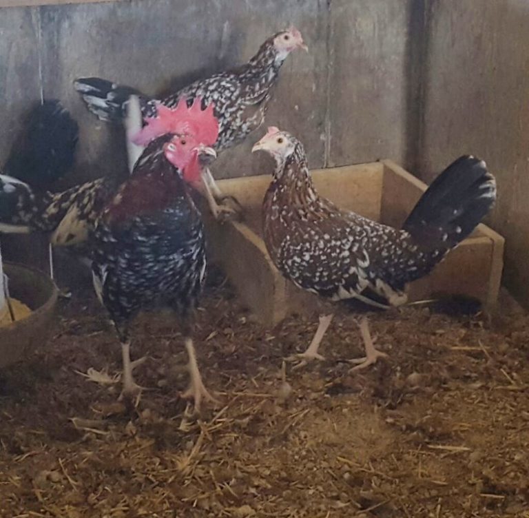 Spangled Standard Old English Chickens