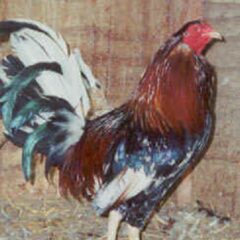 Spangled Standard Old English Rooster