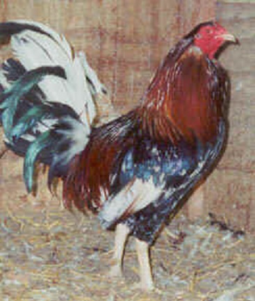 Spangled Standard Old English Rooster