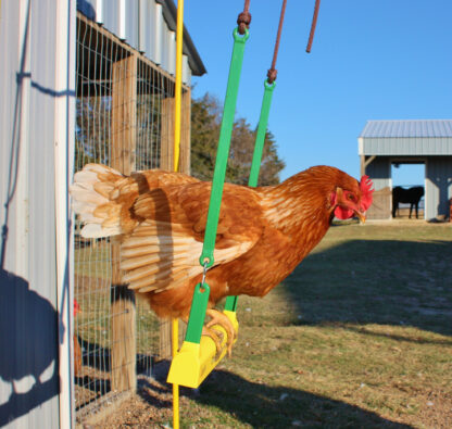 Chicken Swing