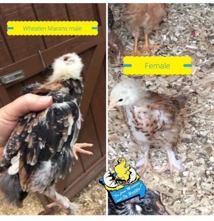 Male and Female French Wheaten Marans Juvenile Chickens