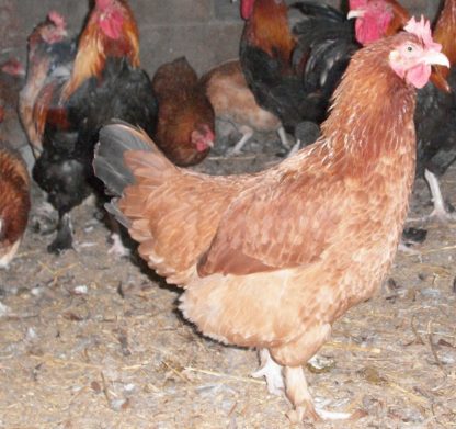 French Wheaten Marans Hen