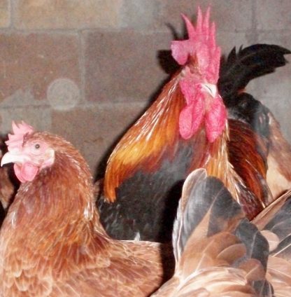 French Wheaten Marans Rooster and Hens