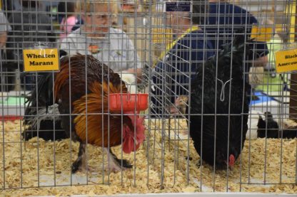 French Wheaten Marans Rooster