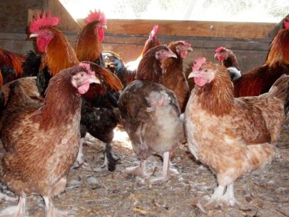 French Wheaten Marans Roosters and Hens