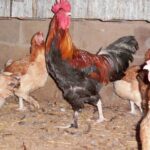 French Wheaten Marans Rooster