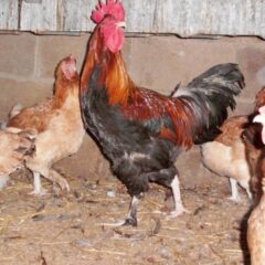 French Wheaten Marans Rooster