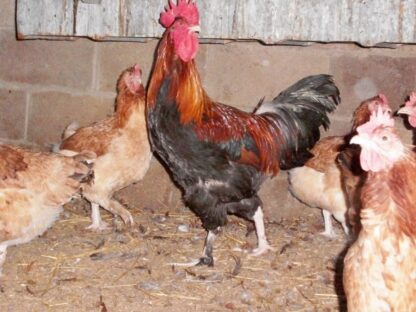 French Wheaten Marans Rooster