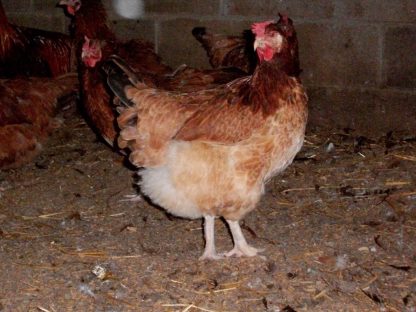 French Wheaten Marans Hen