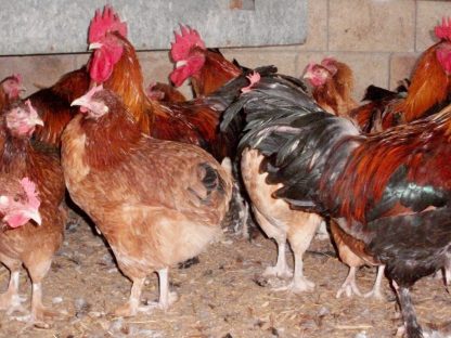 French Wheaten Marans Roosters and Hens