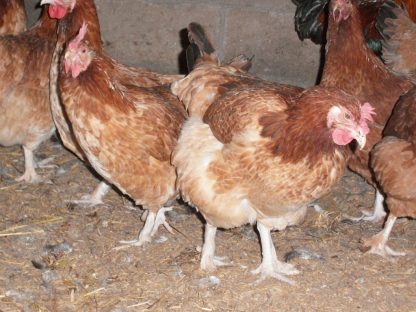 French Wheaten Marans Hens