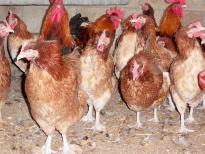 French Wheaten Marans Roosters and Hens