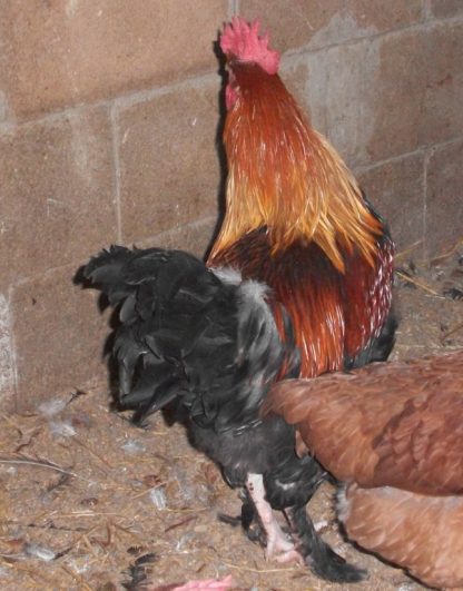 French Wheaten Marans Rooster