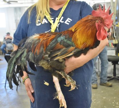 French Wheaten Marans Rooster