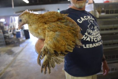 French Wheaten Marans