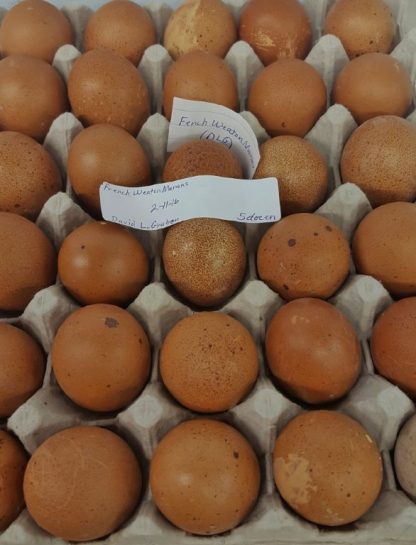 Baby French Wheaten Marans Hens Eggs