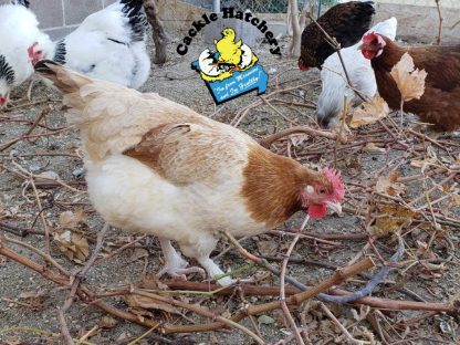 French Wheaten Marans Chicken