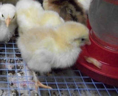 French Wheaten Marans Baby Chicks