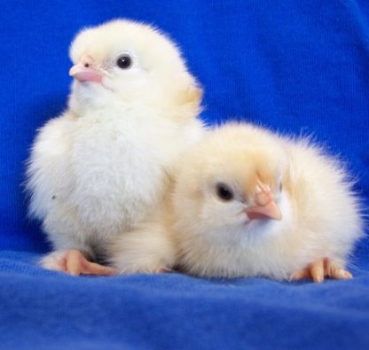 French Wheaten Marans Baby Chicks