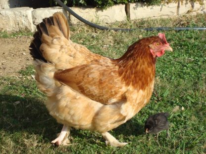 French Wheaten Marans Chicken