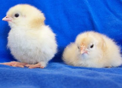 French Wheaten Marans Baby Chicks