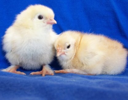 French Wheaten Marans Baby Chicks