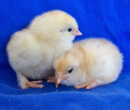 French Wheaten Marans Baby Chicks