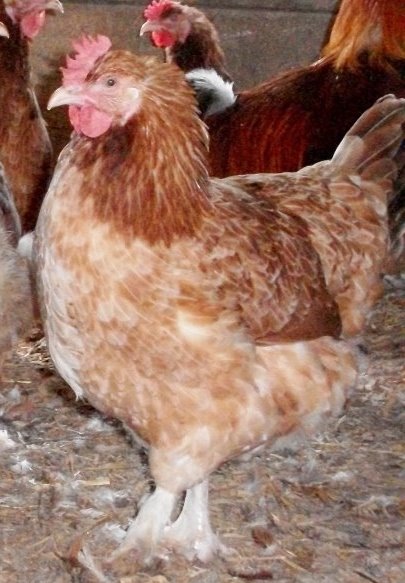 French Wheaten Marans Rooster and Hens