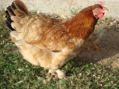 French Wheaten Marans Chicken