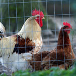 4 Outstanding Dual-Purpose Sex Link Hybrid Chickens
