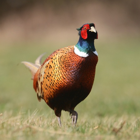 Bird Watching: A Look at Pheasants and Chukar